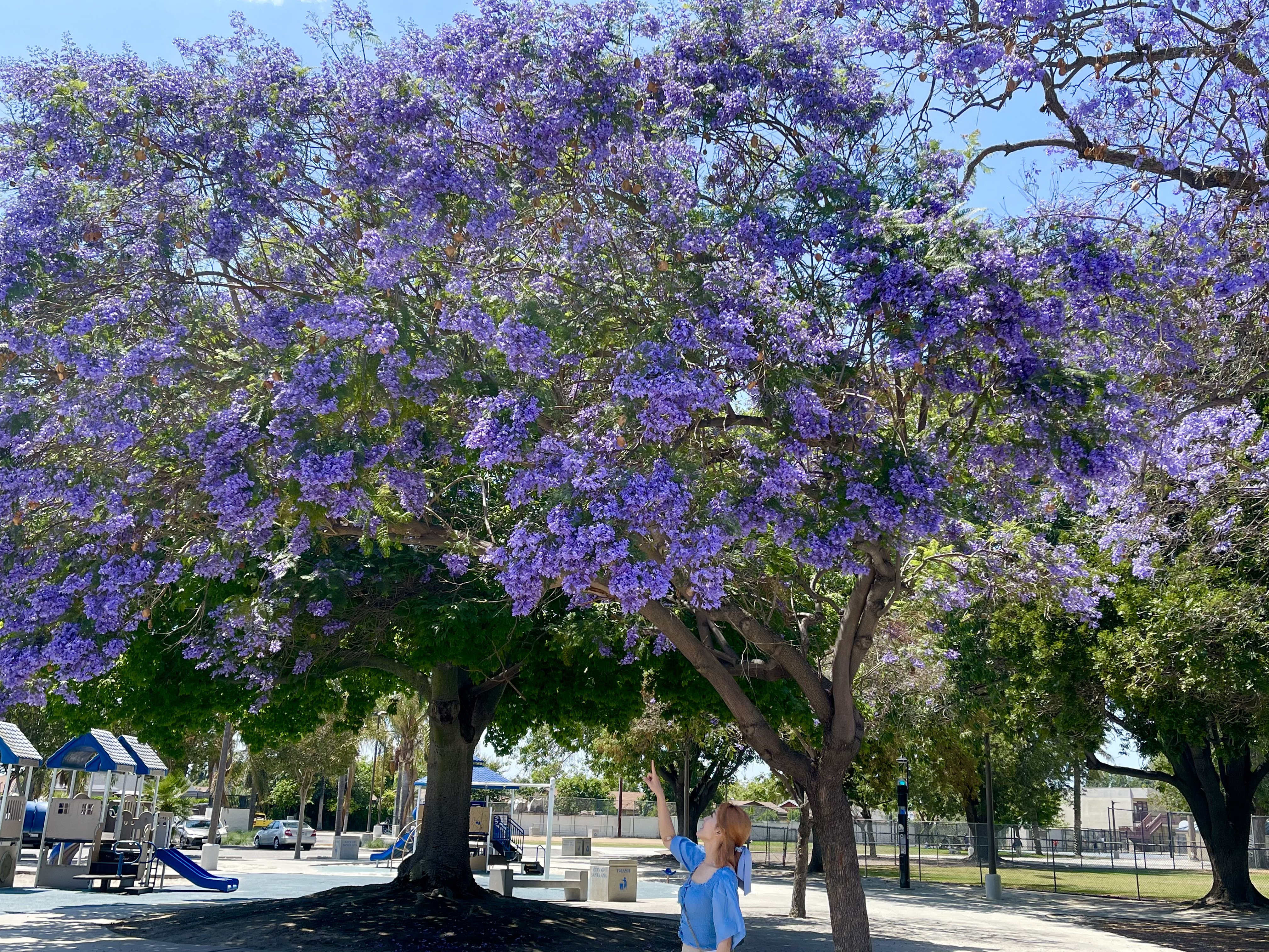 Irvine Purple Flower